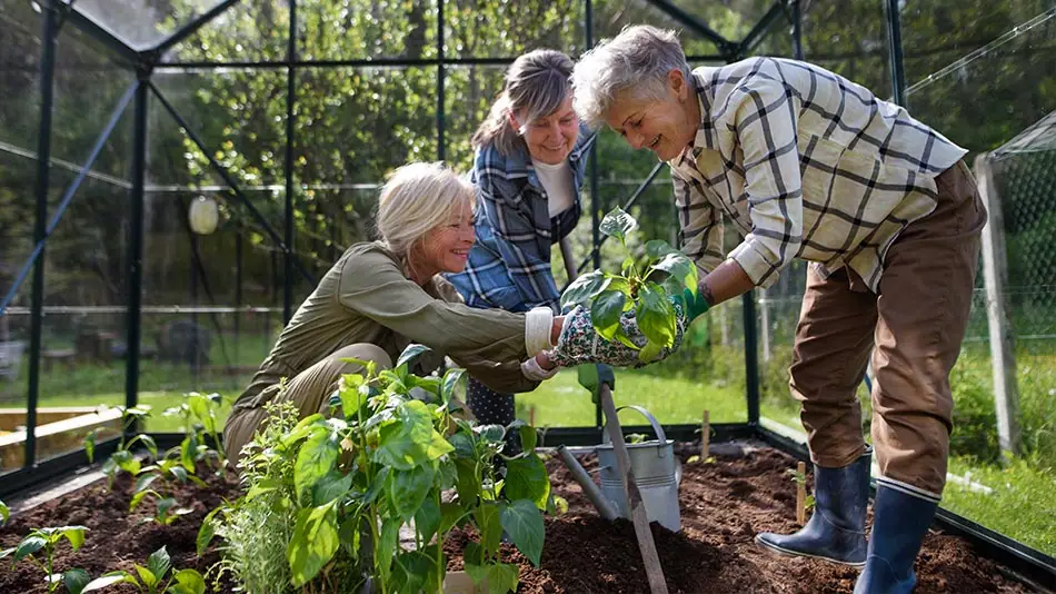 Three ladies in a greenhouse gardening.